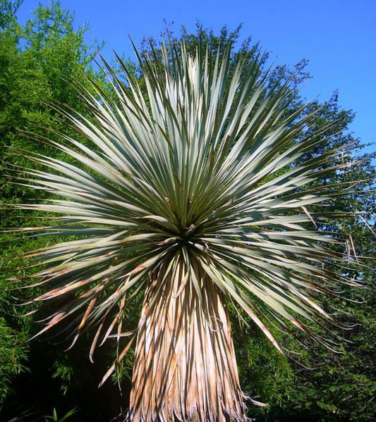 Yucca thompsoniana grande succulenta spinosa con foglie lunghe, strette e verdi e tronco robusto