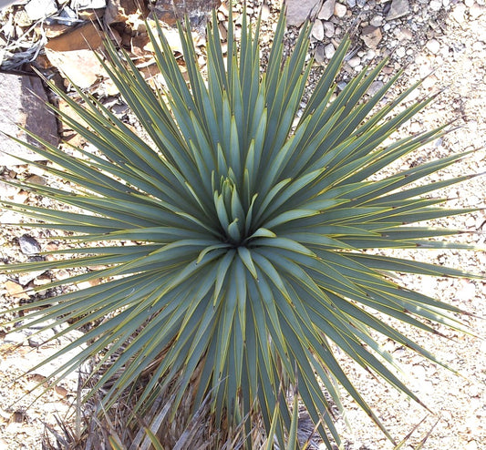 Yucca thompsoniana with sharp blue-green leaves and yellow margins in desert soil