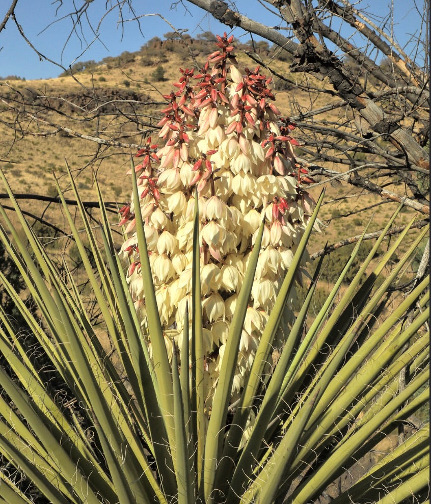 Yucca treculeana alta succulenta fiorita con foglie lunghe spinose e fiori crema bianchi