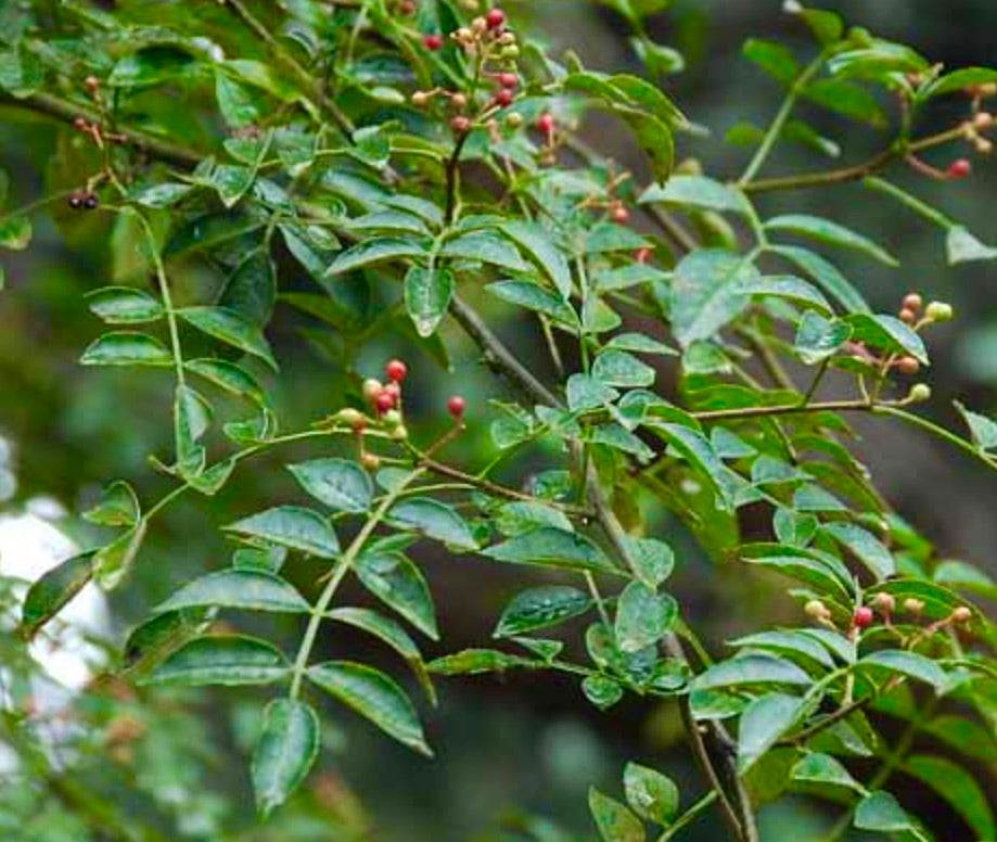 Foglie composte verdi di Zanthoxylum coreanum con piccoli grappoli di bacche rosse e gialle