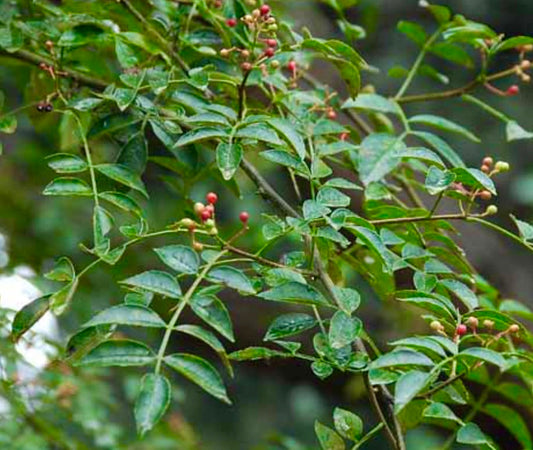 Foglie composte verdi di Zanthoxylum coreanum con piccoli grappoli di bacche rosse e gialle