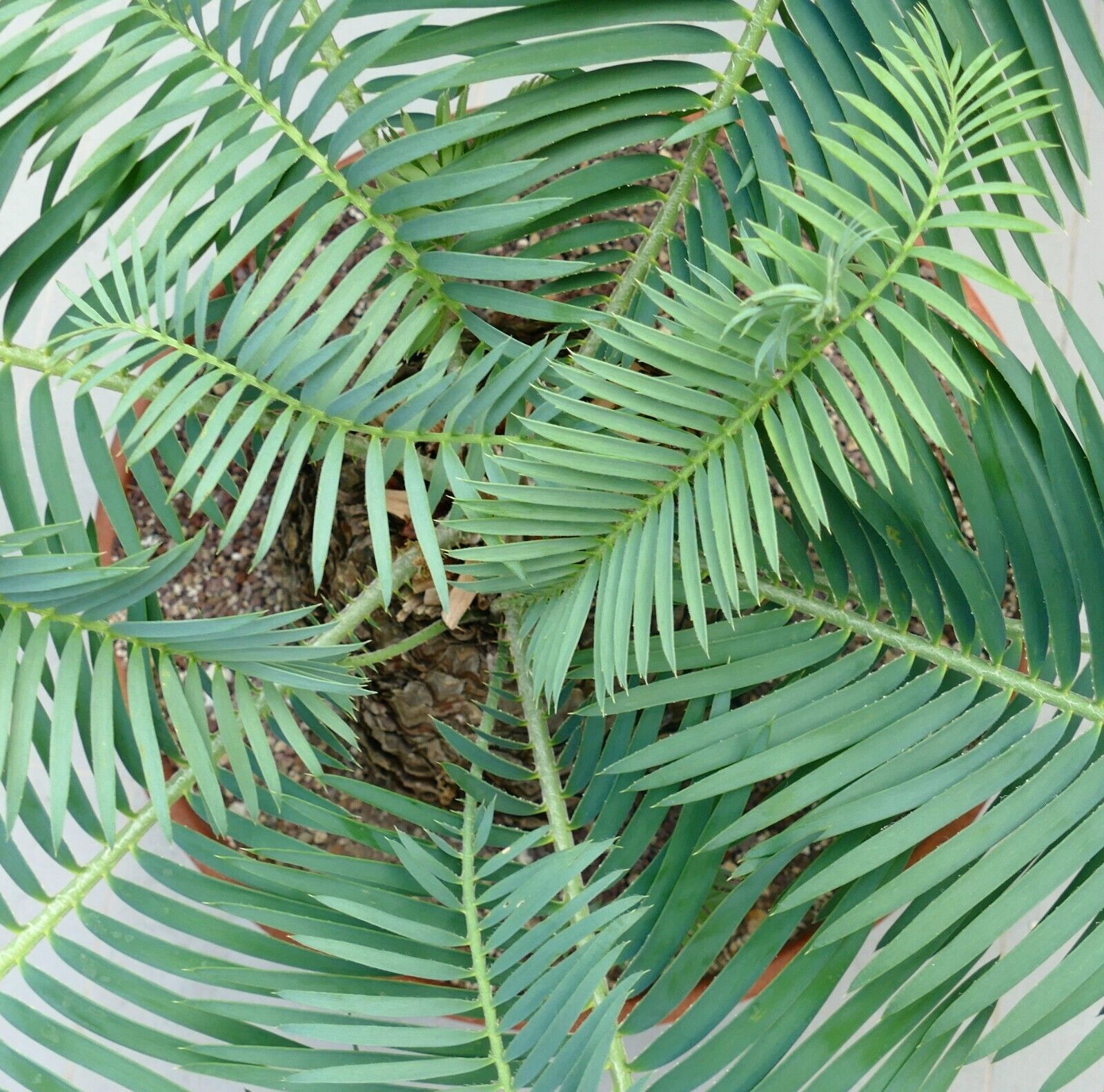 Encephalartos delucanus rara cicadea con foglie pennate verdi e tronco strutturato in vaso