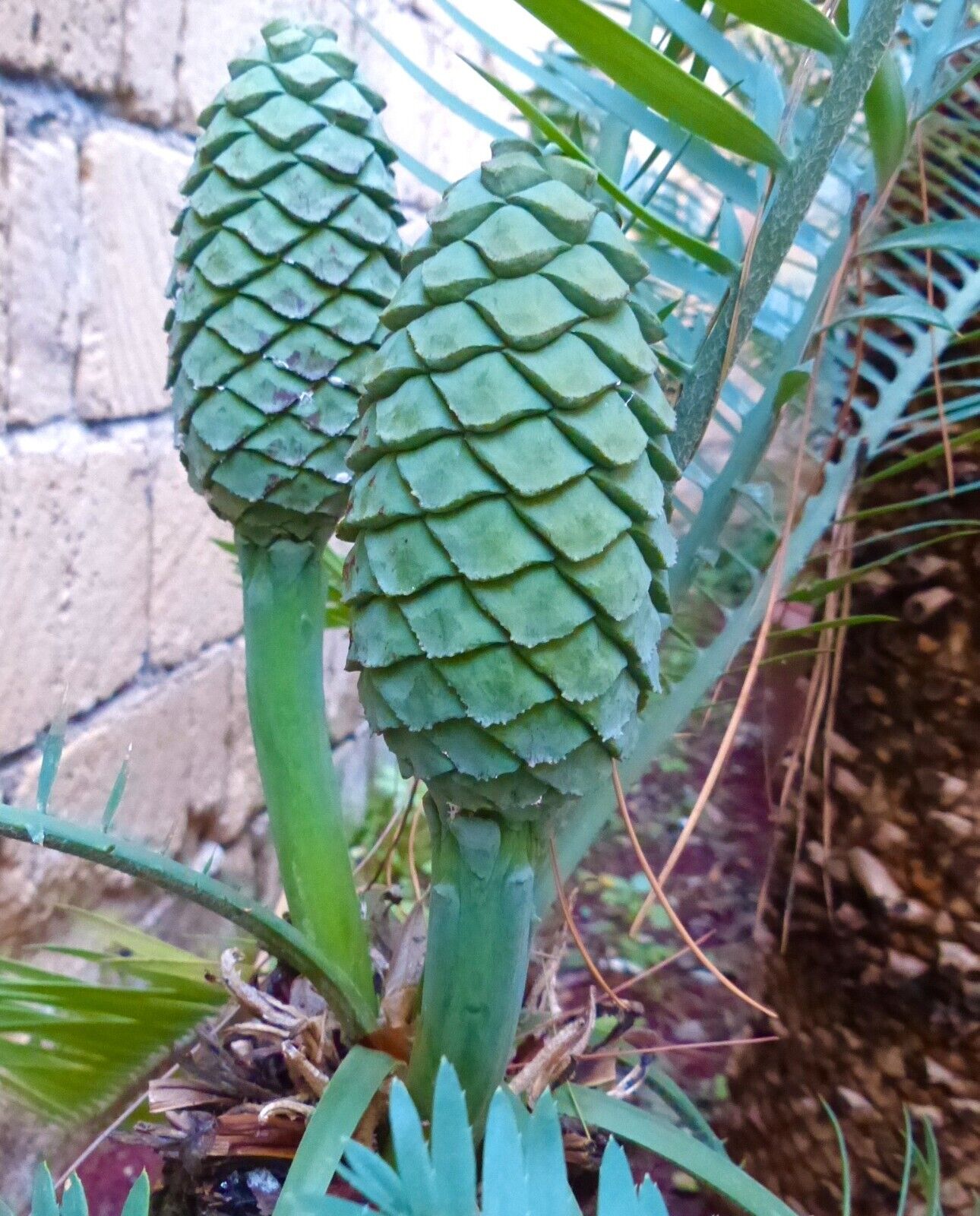Encephalartos delucanus rare cycad with large green cone and textured leaflets