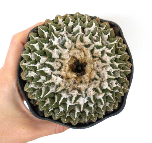 Ariocarpus kotschoubeyanus raro cactus succulento con lana bianca densa e tubercoli verdi in vaso piccolo