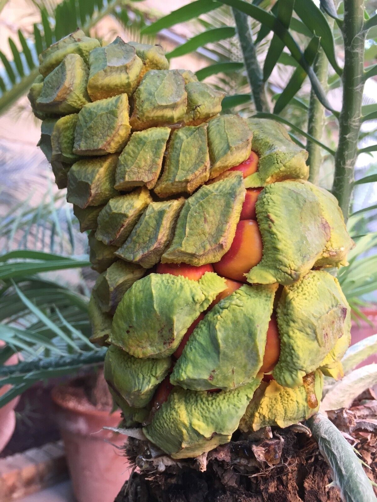 Cono raro di Encephalartos delucanus, cicadacee, con semi verdi e arancioni dalla superficie strutturata, primo piano