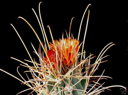 Glandulicactus uncinatus wrightii rare cactus with long spines and orange flowers